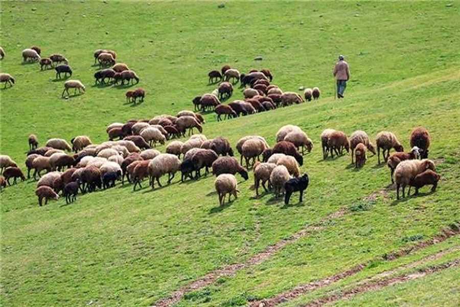 ضوابط چرای دام در مازندران اعلام شد